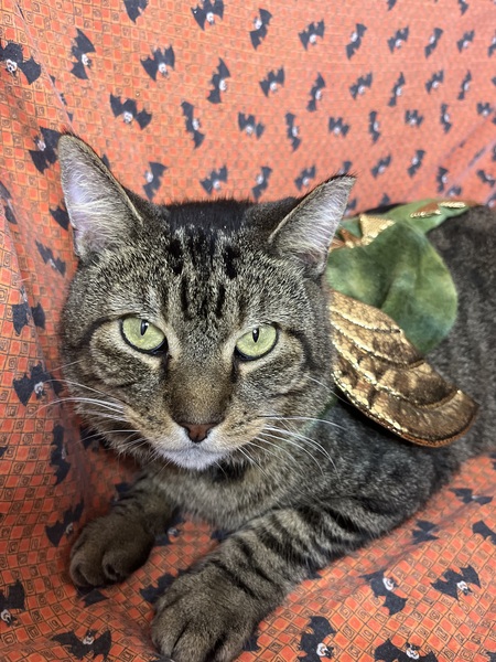 Entry image for Bilbo Baggins (as Smaug). Clicking this image will show a larger photo