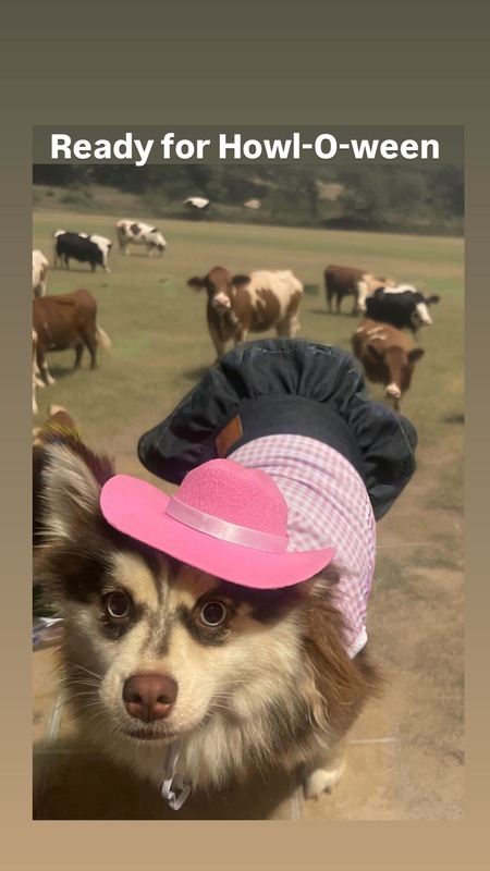 Entry image for Whimsy. Clicking this image will show a larger photo