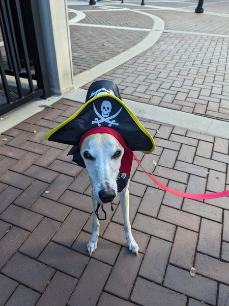 Entry image for Alister. Clicking this image will show a larger photo