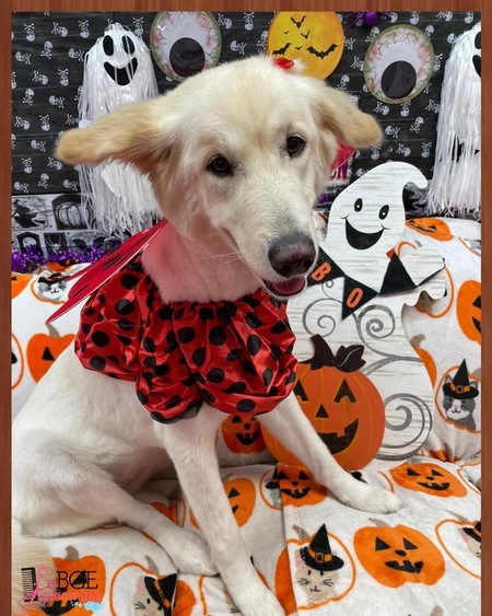 Entry image for Lady. Clicking this image will show a larger photo