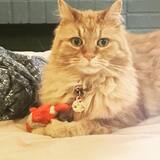 Entry image for Sir Paw McCatney