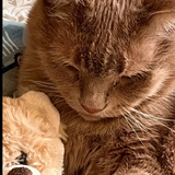 Entry image for Butterscotch Toffee Mactavish 