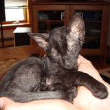 Entry image for Cayo