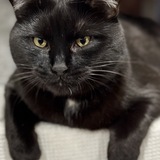 Entry image for Timmy