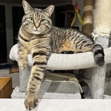 Entry image for Tigi