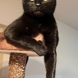 Entry image for Whiskey 