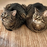 Entry image for Castor & Pollux