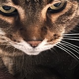 Entry image for Pumpernickel Sheamais Mactavish 