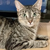 Entry image for Tisha