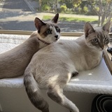 Entry image for Ichigo and Sakura