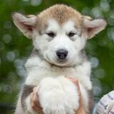 Entry image for Listen