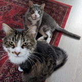 Entry image for Benni and Lou