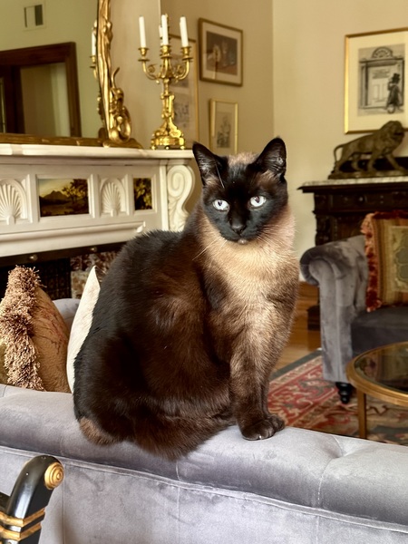 Entry image for Simone. Clicking this image will show a larger photo