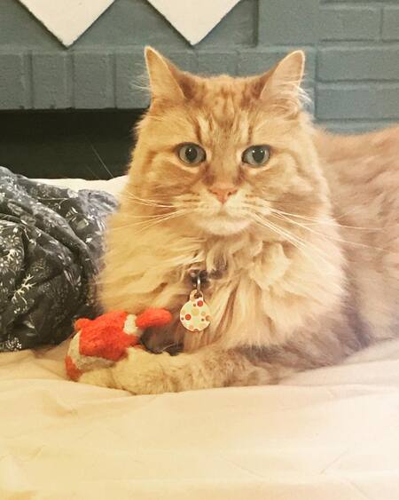 Entry image for Sir Paw McCatney. Clicking this image will show a larger photo