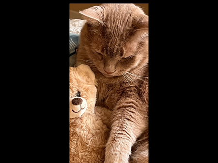 Entry image for Butterscotch Toffee Mactavish . Clicking this image will show a larger photo