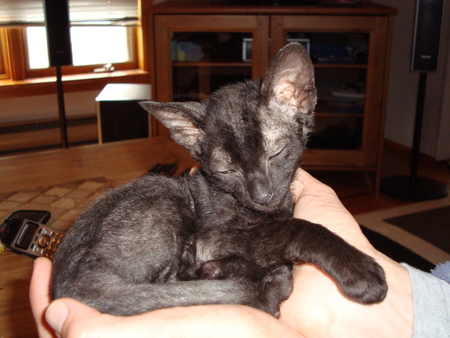 Entry image for Cayo. Clicking this image will show a larger photo