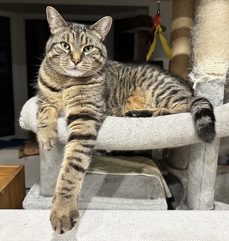 Entry image for Tigi. Clicking this image will show a larger photo