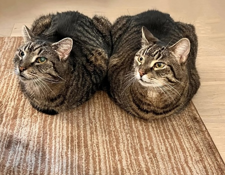 Entry image for Castor & Pollux. Clicking this image will show a larger photo