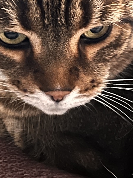 Entry image for Pumpernickel Sheamais Mactavish . Clicking this image will show a larger photo