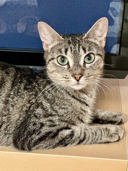 Entry image for Tisha. Clicking this image will show a larger photo