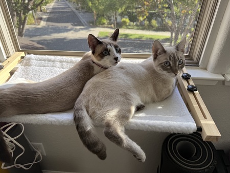 Entry image for Ichigo and Sakura. Clicking this image will show a larger photo