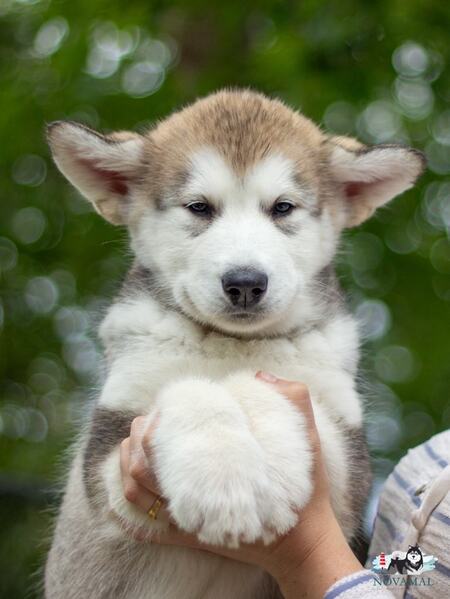 Entry image for Listen. Clicking this image will show a larger photo