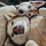 Entry image for Sapphire and Ember 