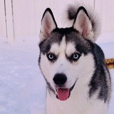 Entry image for Reiner