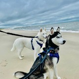 Entry image for Nova and Skye 
