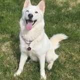 Entry image for Gracie