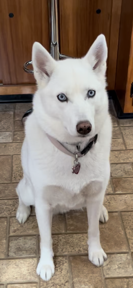 Entry image for Luna. Clicking this image will show a larger photo