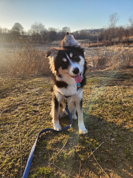 Entry image for Moosh. Clicking this image will show a larger photo