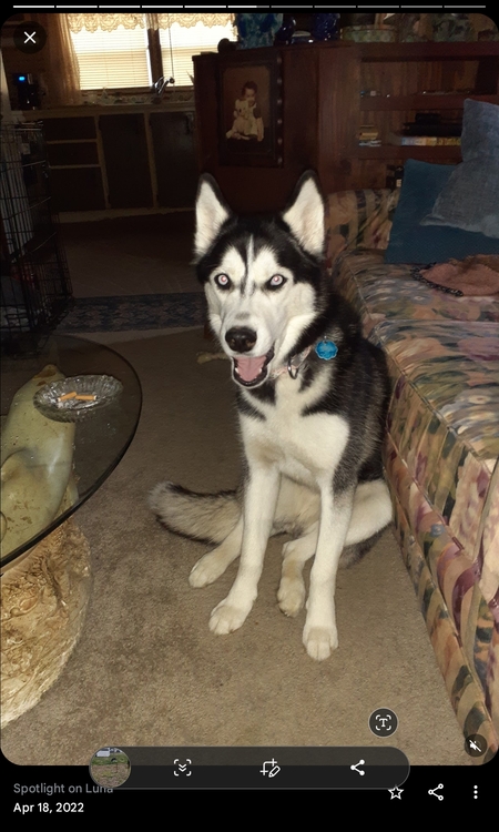 Entry image for Luna . Clicking this image will show a larger photo