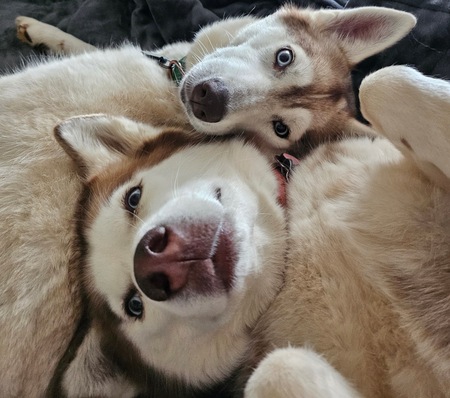 Entry image for Sapphire and Ember . Clicking this image will show a larger photo