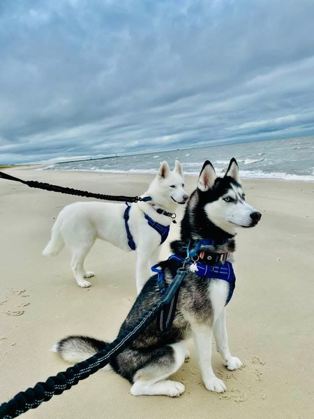 Entry image for Nova and Skye . Clicking this image will show a larger photo
