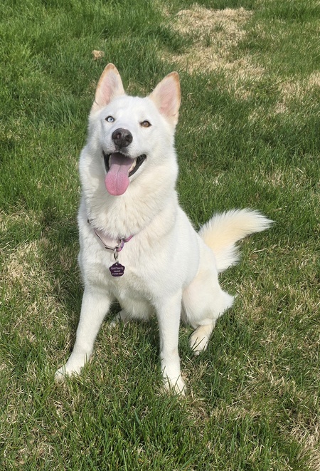 Entry image for Gracie. Clicking this image will show a larger photo