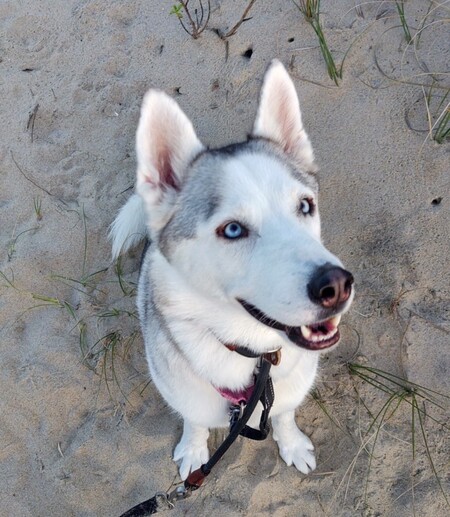 Entry image for Cheyenne . Clicking this image will show a larger photo