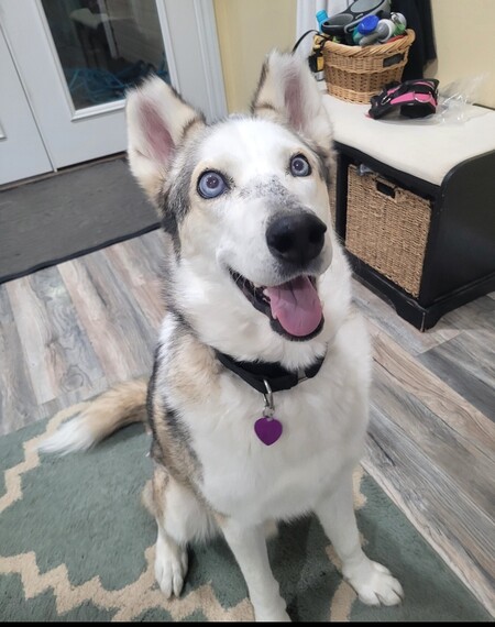 Entry image for Bodie. Clicking this image will show a larger photo