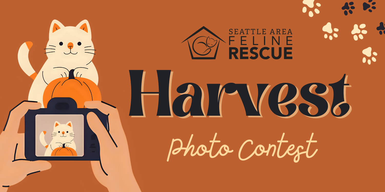 Banner for Seattle Area Feline Rescue 2025 Harvest Photo Contest