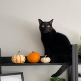Entry image for Ollie