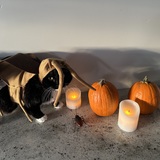 Entry image for Lucy