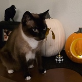 Entry image for Castiel