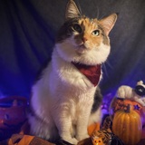 Entry image for Maple