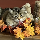 Entry image for Azili