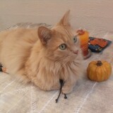 Entry image for Bella