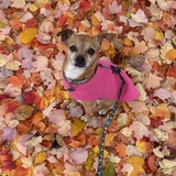 Entry image for Roxie