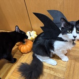 Entry image for Alfie & Charlie