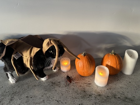 Entry image for Lucy. Clicking this image will show a larger photo