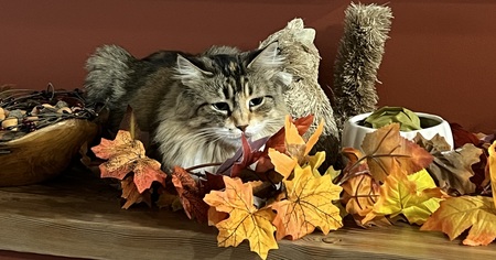 Entry image for Azili. Clicking this image will show a larger photo