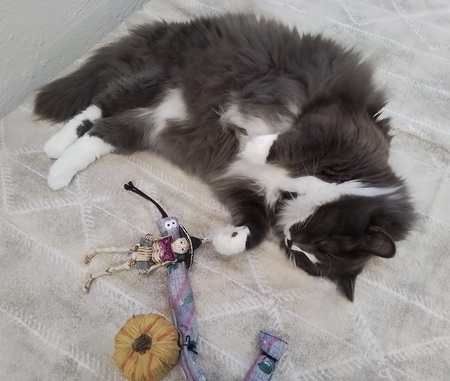 Entry image for Zachary. Clicking this image will show a larger photo